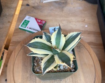 Agave Snaggletooth - Exact One In Picture Healthy Rare Plant BEST ON ETSY