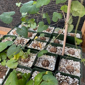 VINING - Dioscorea Elephantipes Caudex Plant HUGE CAUDEX