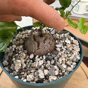 HUGE Dioscorea Elephantipes Caudex Plant Rare 6in pot 110 image 5