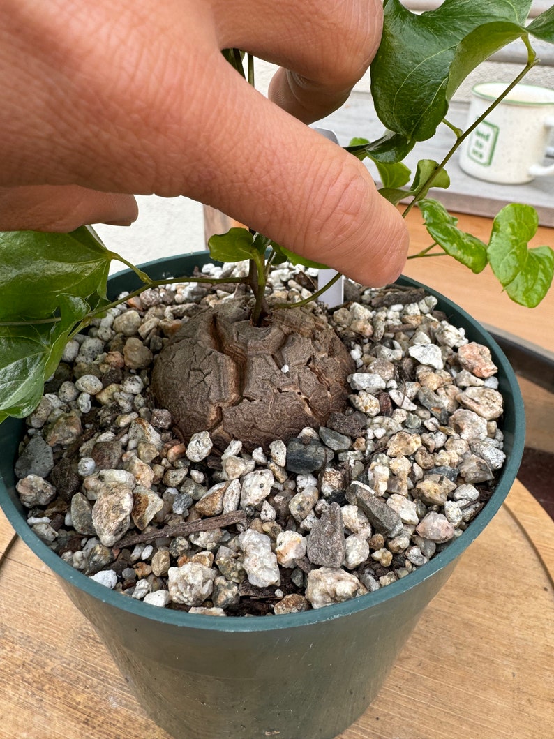 HUGE Dioscorea Elephantipes Caudex Plant Rare 6in pot 110 image 5