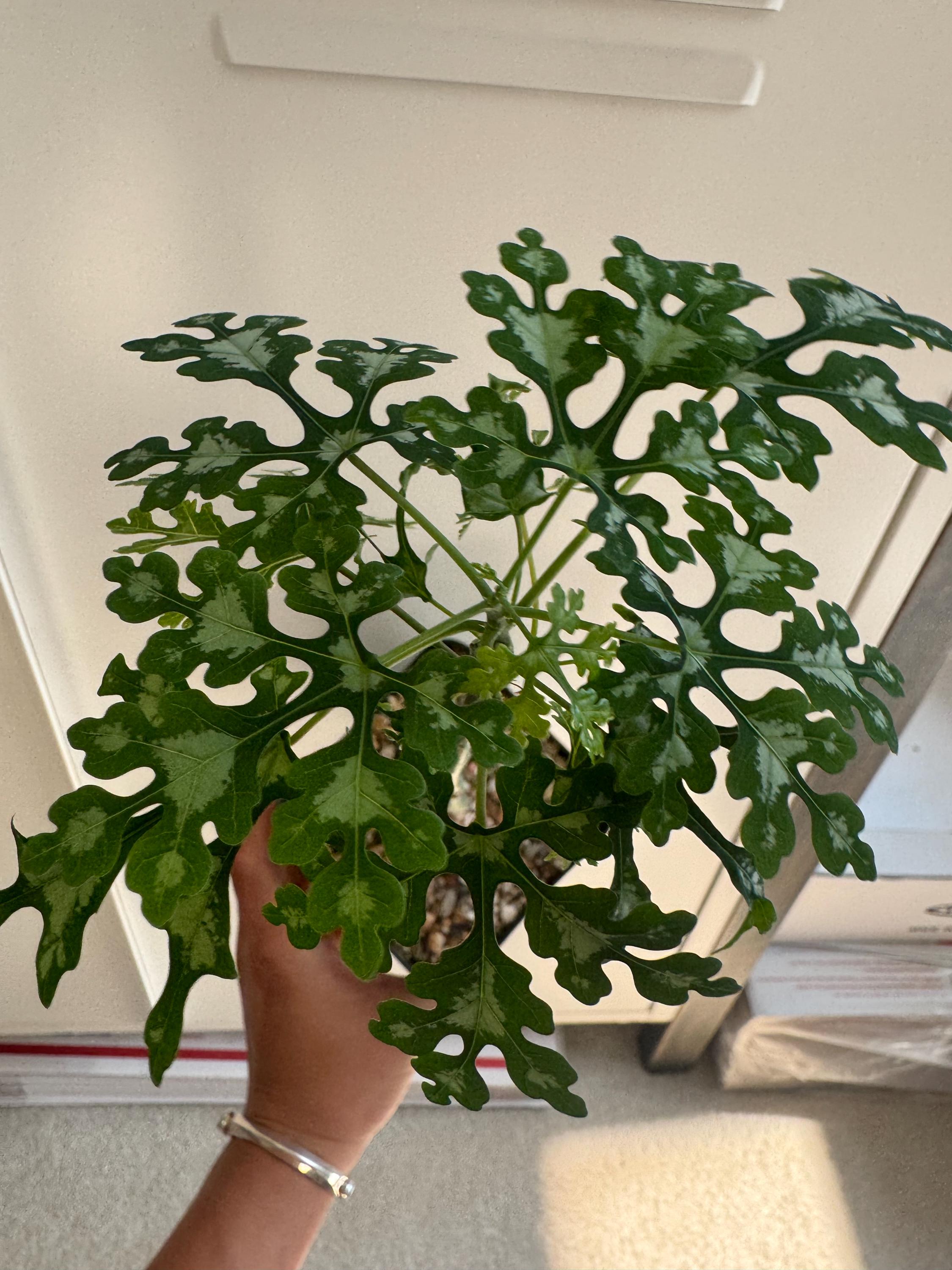 Adenia Perrieri - SEED GROWN, Actively Growing, New Leaves - 003