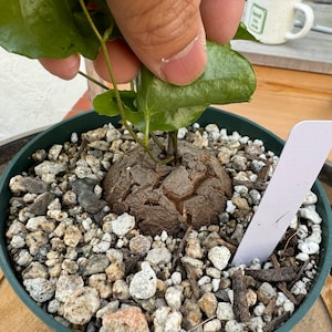 HUGE Dioscorea Elephantipes Caudex Plant Rare 6in pot 110 image 4