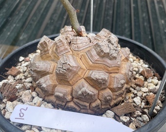 VINING Dioscorea Elephantipes 4.5in Caudex Succulent Cactus Plant PERFECT SPECIMEN on etsy