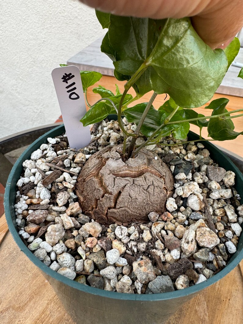 HUGE Dioscorea Elephantipes Caudex Plant Rare 6in pot 110 image 1