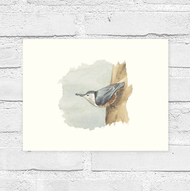 Whitebreasted Nuthatch Watercolor Print, Bird Watching Art Gift Etsy
