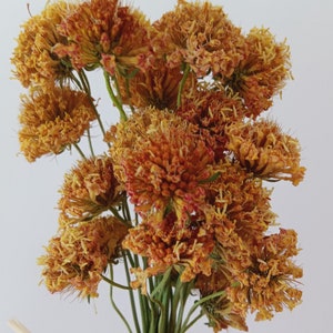 Dried Scabiosa bunches