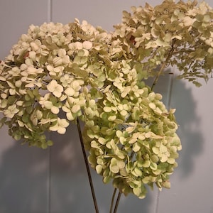 May include: Dried Annabelle hydrangea stems with creamy white and pale green flower heads. The image shows three stems with the text "Annabelle 3 stems". These dried flowers are a popular choice for home decor and crafting.