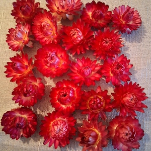 Strawflowers in shades of raspberry