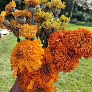 Marigold bunches OR heads