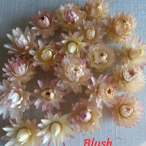 Strawflowers in blush or light pink - heads OR wired stems