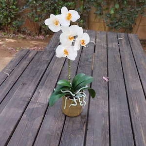 Cold Porcelain Orchid Phalaenopsis