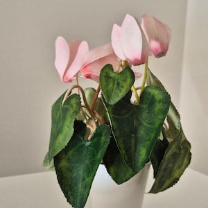 Ciclamino Infinity in porcellana fredda