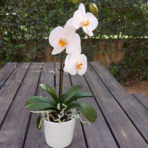 Cold Porcelain Orchid Phalaenopsis