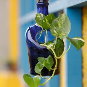 Vintage Oak Whisky Bottle Planter – Unique Cobalt Blue Hanging Pot for Indoor/Outdoor Garden Decor, Retro Style with Drainage Hole