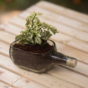 May include: A clear glass bottle with a green plant growing inside. The bottle has been cut and repurposed as a planter. The plant has white and green leaves and is sitting on a wooden surface.