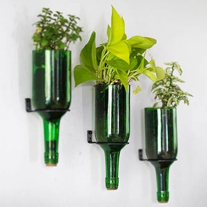 Peut inclure: Trois bouteilles en verre vert avec des supports muraux en métal, chacune contenant un type de plante différent. Les bouteilles sont remplies de terre et les plantes poussent hors du sommet.