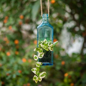 Könnte beinhalten: Eine blaue Glasflasche mit einer Pflanze, die darin wächst. Die Flasche hängt an einer Schnur und hat eine weiße und grüne Pflanze, die darin wächst. Die Pflanze hängt aus der Flasche heraus.