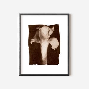 Iris Printable Wall Art – Digital Floral Download – Botanical Flower Print