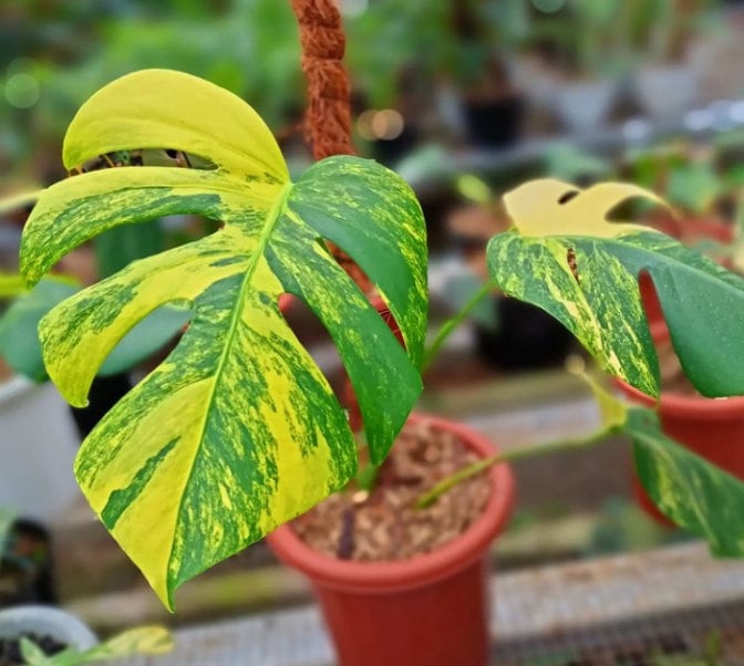 Rare Monstera Aurea “Highly Variegated” marmorata