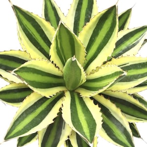 Quadricolor Agave Lophantha Variegated Live Plant
