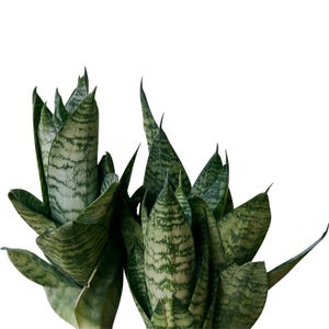 Sansevieria Bird&#39;s Nest Trifasciata &#39;Hahnii&#39; Snake Plant