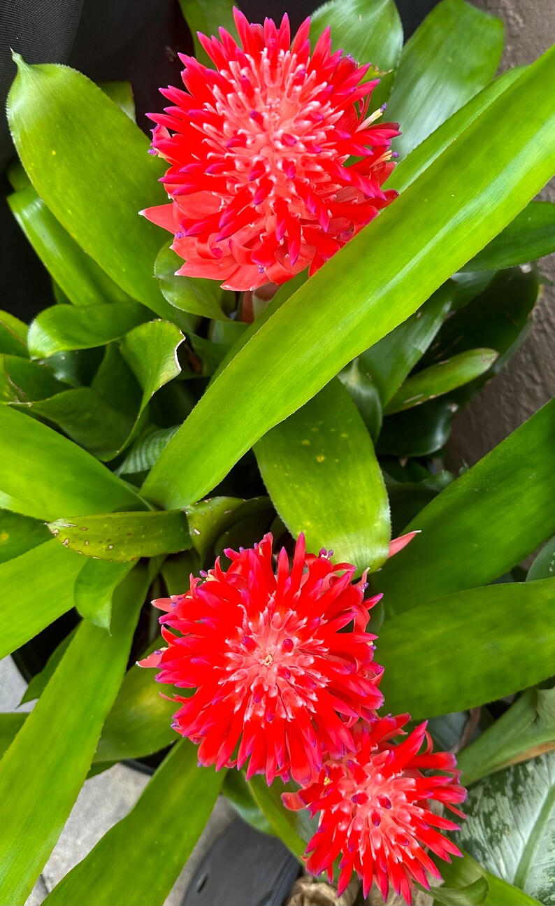 LIVE Bromeliad Flaming Torch Billbergia Pyramidalis image 1