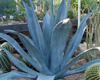 Blue Agave LIVE Plant Agave Azul Agave Americana