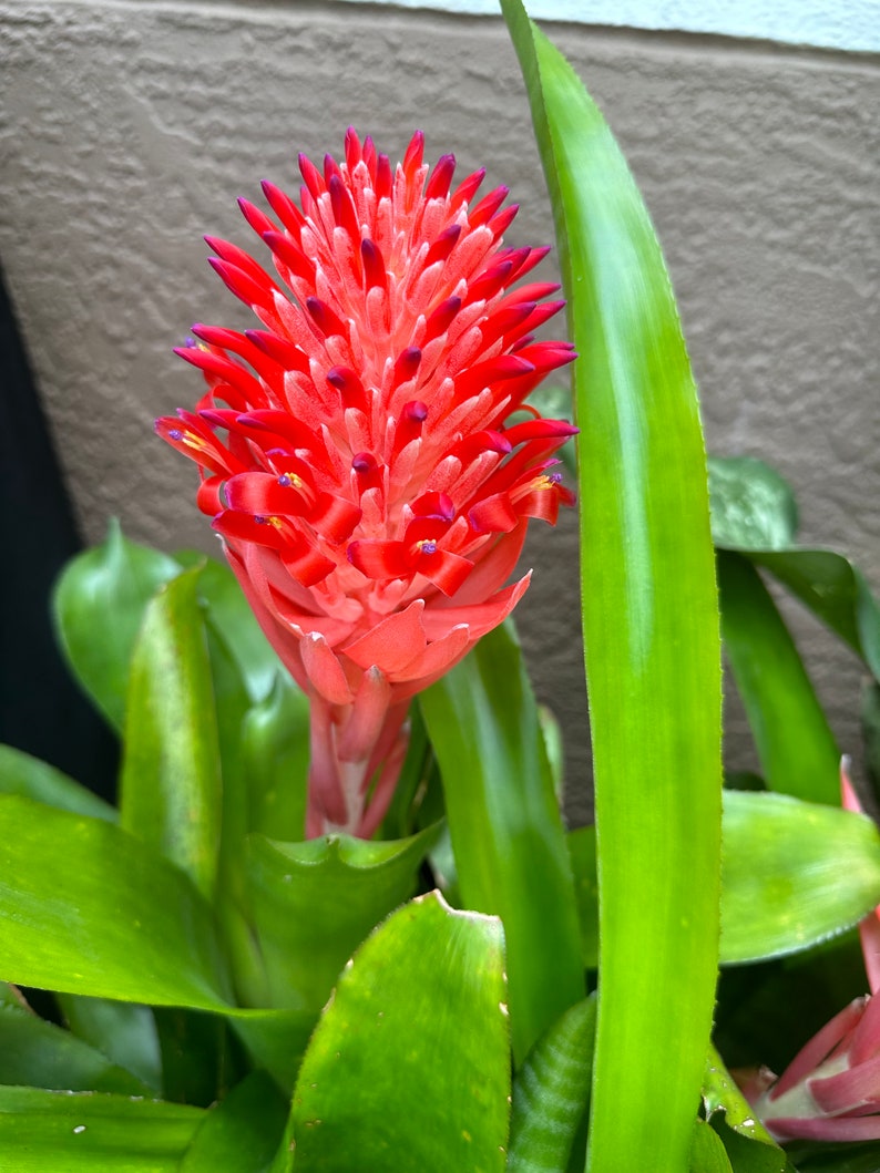 LIVE Bromeliad Flaming Torch Billbergia Pyramidalis image 2