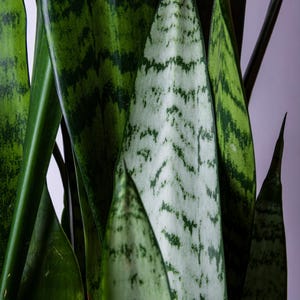May include: Close-up of a snake plant with long, green leaves with white stripes. The leaves are arranged in a vertical pattern.