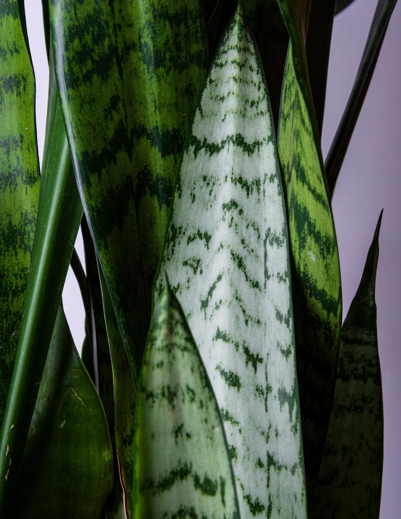 May include: Close-up of a snake plant with long, green leaves with white stripes. The leaves are arranged in a vertical pattern.