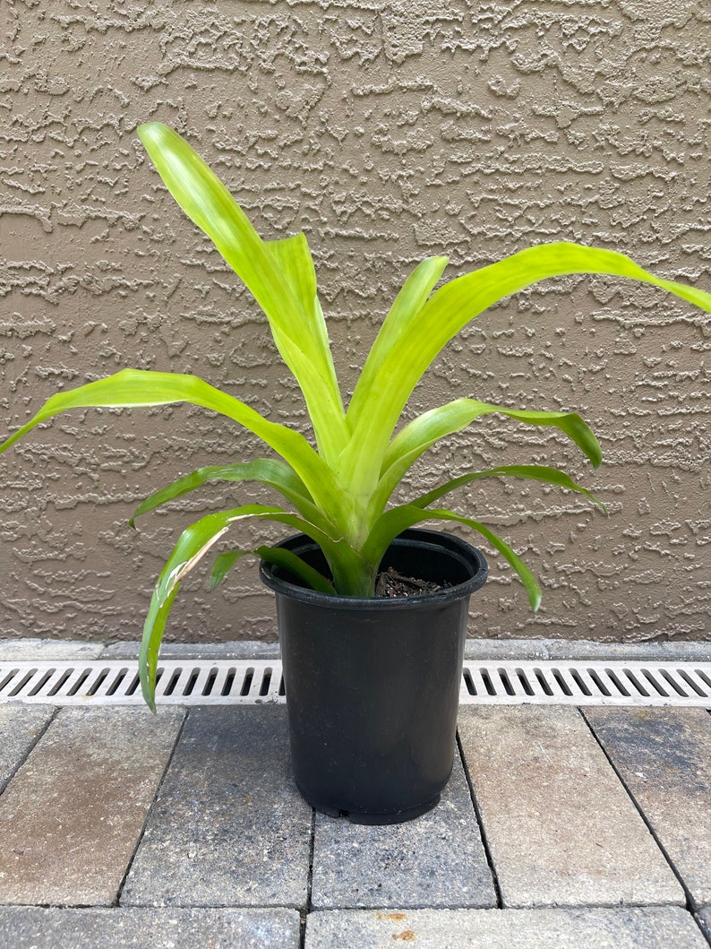 LIVE Bromeliad Flaming Torch Billbergia Pyramidalis image 3