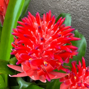 LIVE Bromeliad Flaming Torch Billbergia Pyramidalis image 4