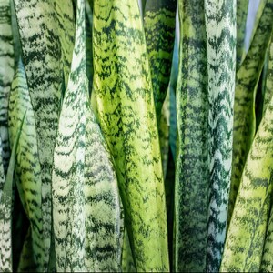 May include: Close-up of a group of snake plant leaves, showing the green and white striped pattern. The leaves are long and narrow, with a pointed tip.