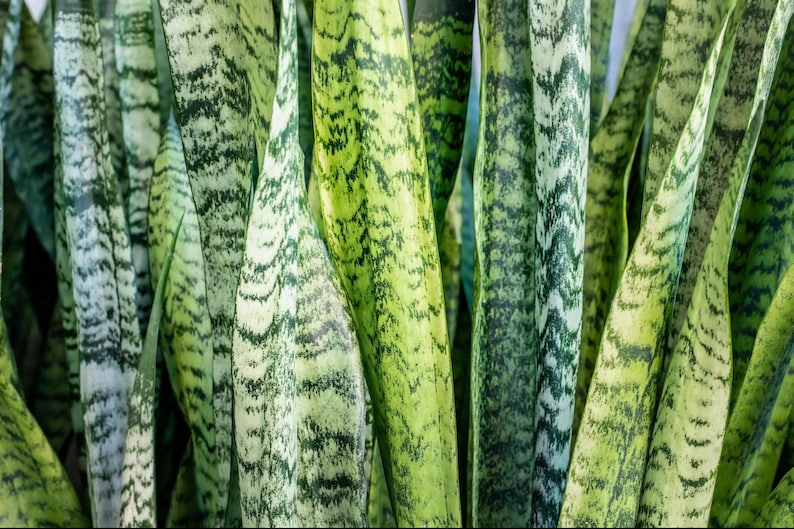 May include: Close-up of a group of snake plant leaves, showing the green and white striped pattern. The leaves are long and narrow, with a pointed tip.