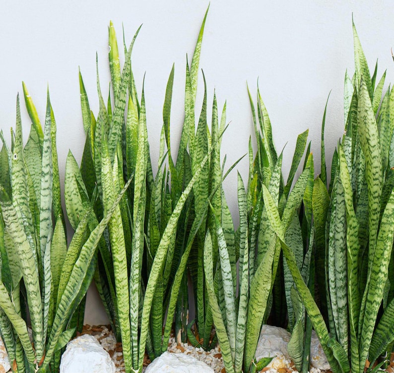 May include: A group of green and white snake plants growing in a row against a white wall. The plants are tall and slender with long, pointed leaves.
