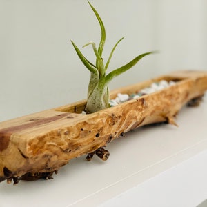 Planter, Air Plant display: The Golden Gate