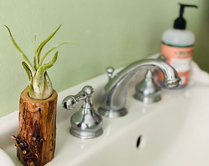 Featured listing image: Evergreen, Air Plant Display