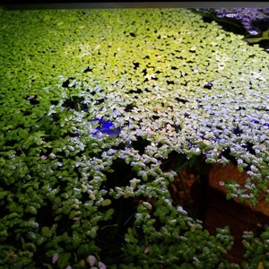 Duckweed Floating Aquarium Plant