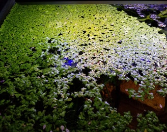 Duckweed Floating Aquarium Plant