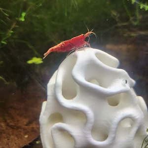 Shrimp Egg Hide for Aquariums, Terrariums, and Decor