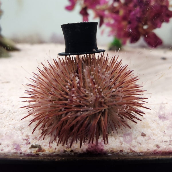 Sea Urchin Hats for Salt Water Aquariums