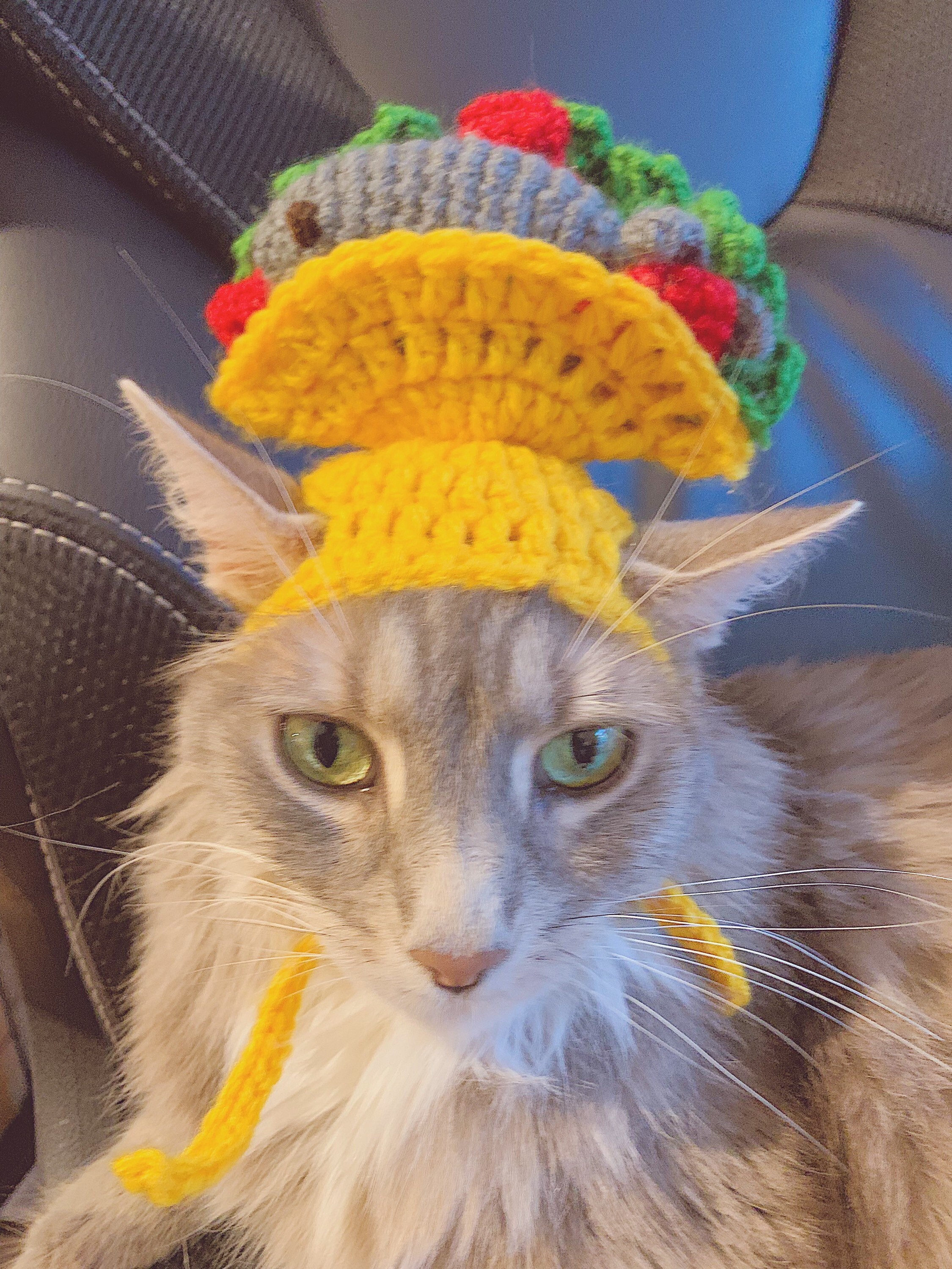 Taco Hat for Cat - Etsy