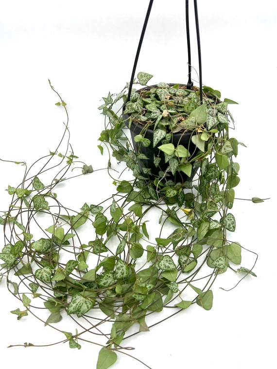 Rare String of Arrows I String of Spades I 6 Nursery Pot Etsy