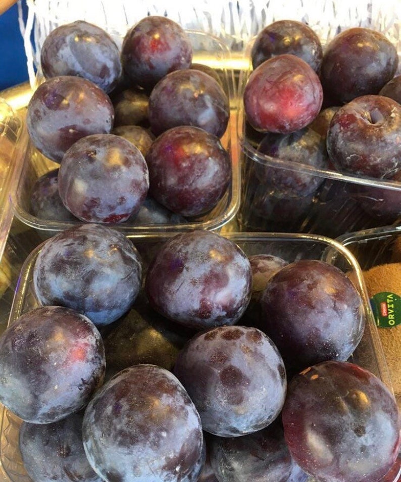 Damson Plum / Türkish Blue Plum/ Fresh Plums / Blue Plum / Etsy