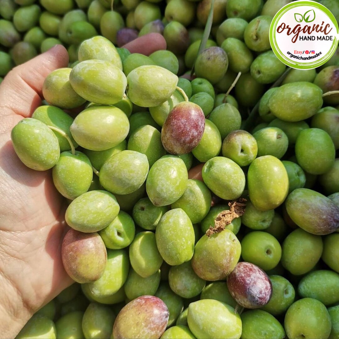 Olive Oil, Fresh Green Olives Green Olives to Prepare at Home Homemade Green Olives Hallowen