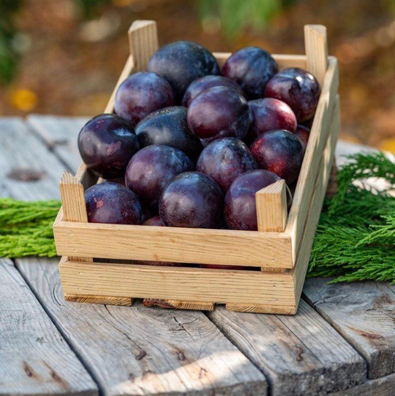 Damson Plum / Türkish Blue Plum/ Fresh Plums / Blue Plum / Etsy