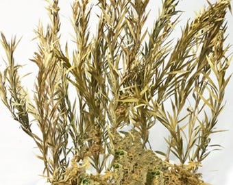 Miniature Reed Grass Tufts, Model Train Scenery, Dollhouse Diorama Supplies