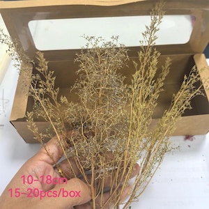 May include: Dried, golden-brown ornamental grass stems with delicate, branching structures. The stems are displayed in a brown cardboard box with a clear window. The text on the image reads "10-18cm" and "15-20pcs/box".
