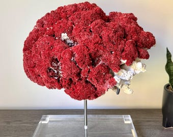 UNBEATABLE! 15” Natural Pipe Red & White Coral/rare giant piece/undyed unpolished/with customized stand/Hokkaido