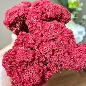 Red Pipe Coral 